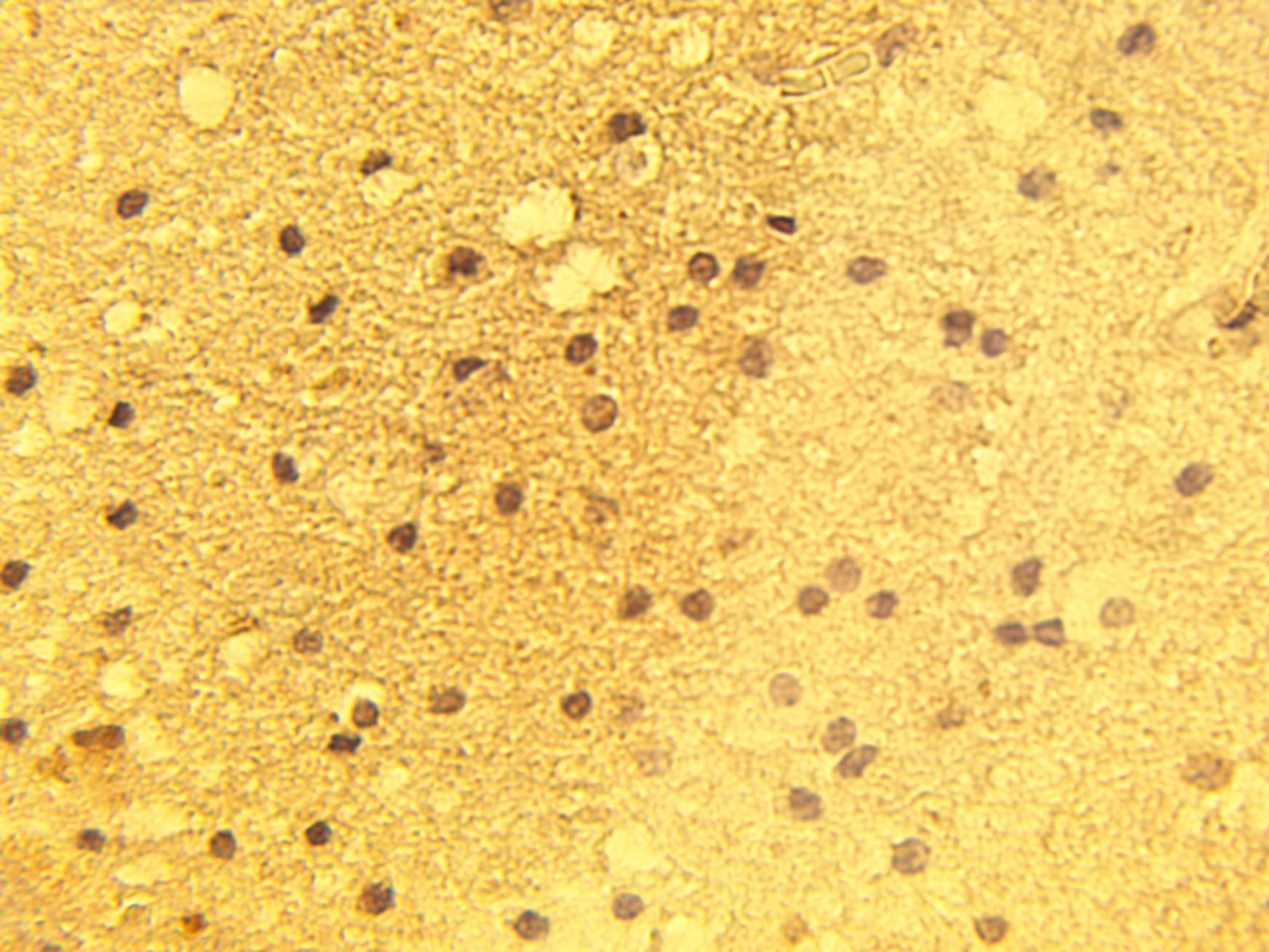 Immunohistochemical staining of normal human brain tissue using alpha1A calcium channel antibody (Cat. No. X2391P) at 15 µg/ml